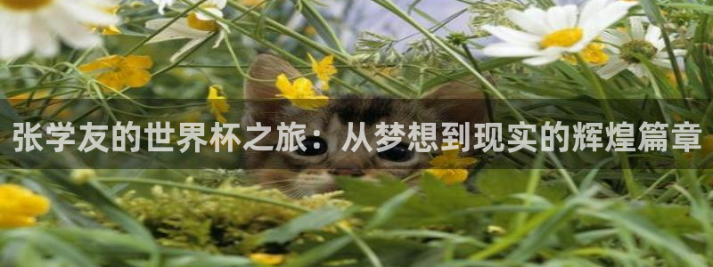 世界杯亚洲区预选赛：张学友的世界杯之旅：从梦想到现实的辉煌篇章